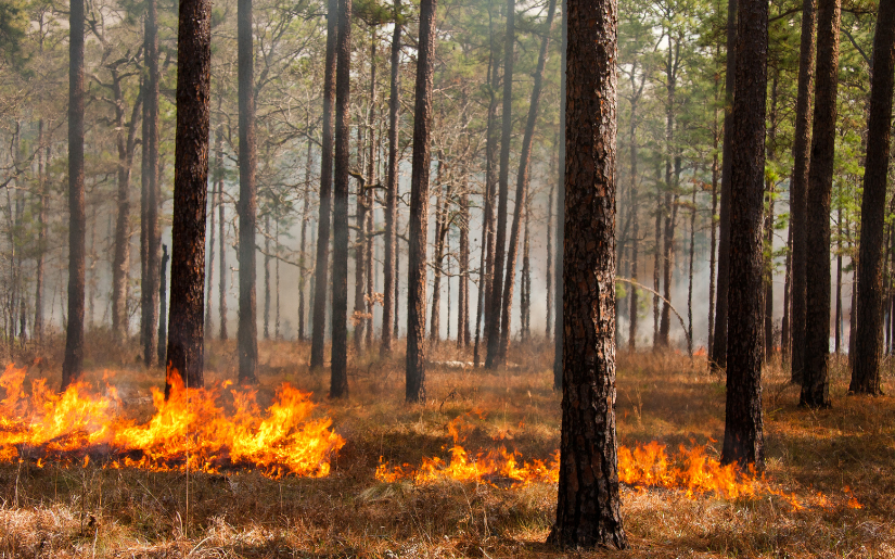 Prescribed Fire in the Lake States